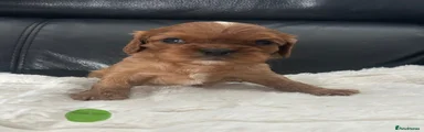 Cavalier King Charles Spaniel 1