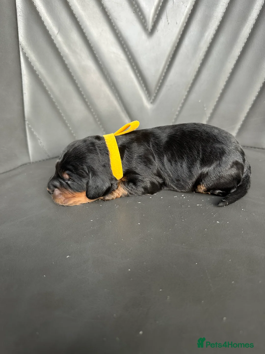 Cockapoo dogs for sale: 🌟 Stunning F1 Cockapoo Puppies 🌟  - Advert 16