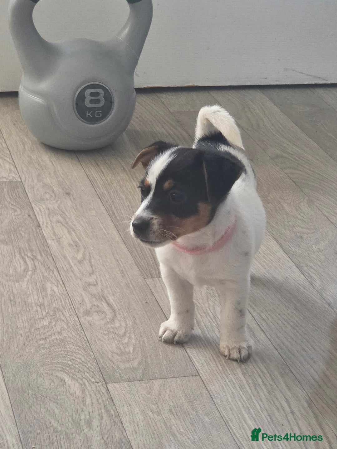 Jack Russell dogs for sale: Tricolour short legs Jack Russell  - Image 33
