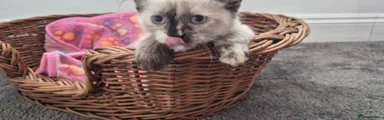 Siberian 5