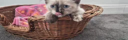 Siberian cats for sale: Beautiful Siberian Neva Masquerade kittens - Advert 18
