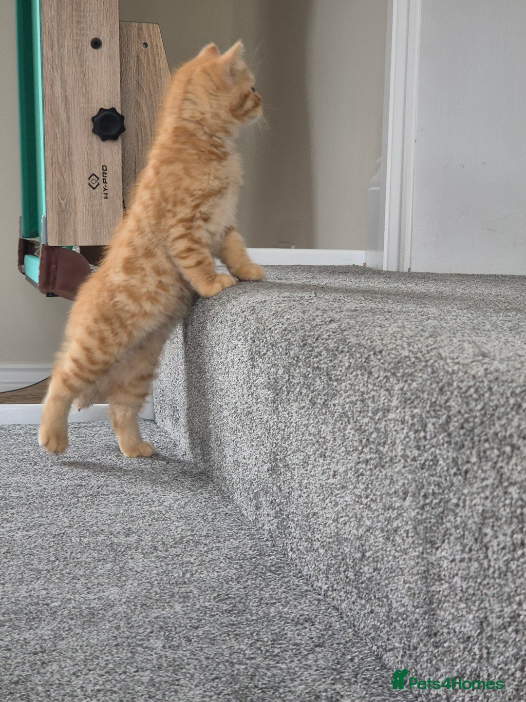Persian cats for sale: 5 long haired kittens for sale - Image 12