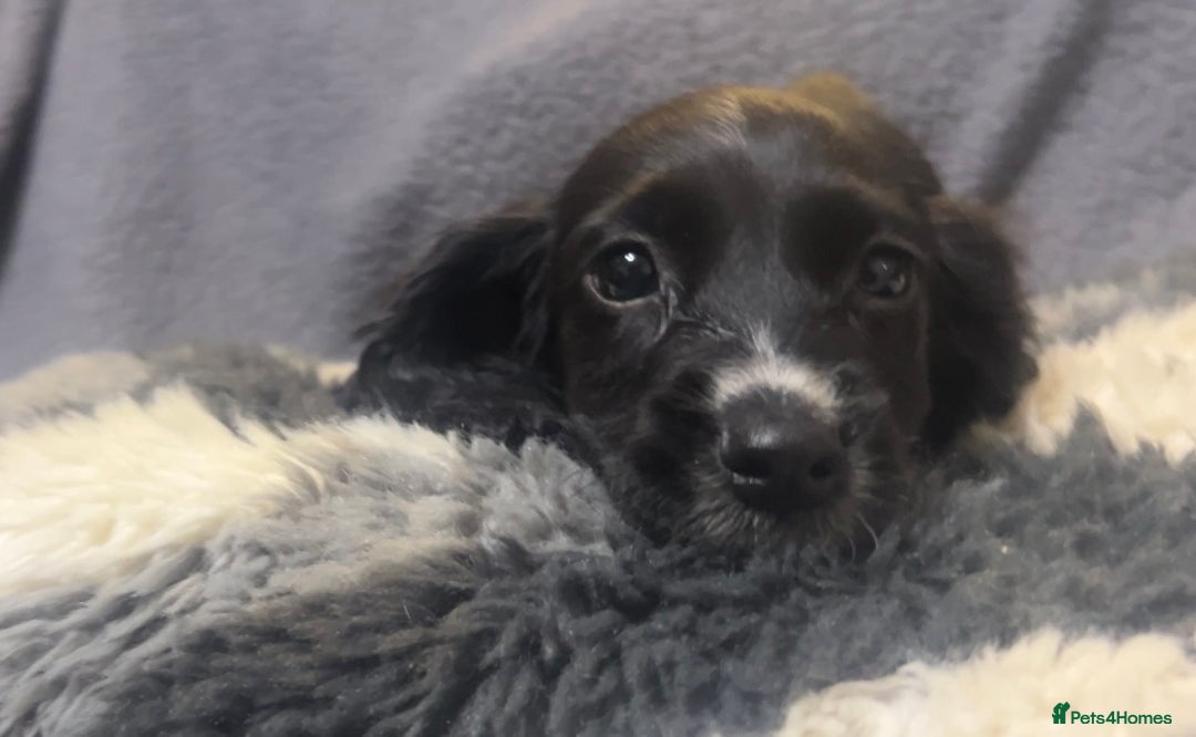 Cocker Spaniel dogs for sale: Roan cocker spaniels (blue eyes) - Image 6
