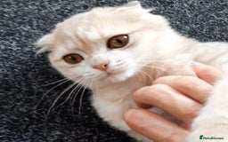 Scottish Fold cats for sale: TICA Registered Scottish Fold Two Spayed Kittens  - Image 18