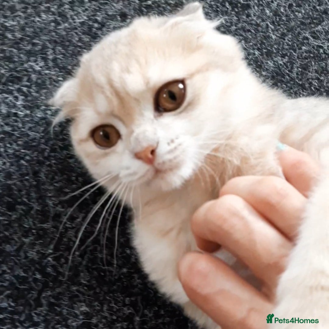 Scottish Fold cats for sale: TICA Registered Scottish Fold Two Spayed Kittens  - Image 18