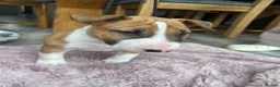English Bull Terrier dogs for sale: KC REG BULL TERRIER PUPS FROM CHAMP BLOODLINES   - Advert 2