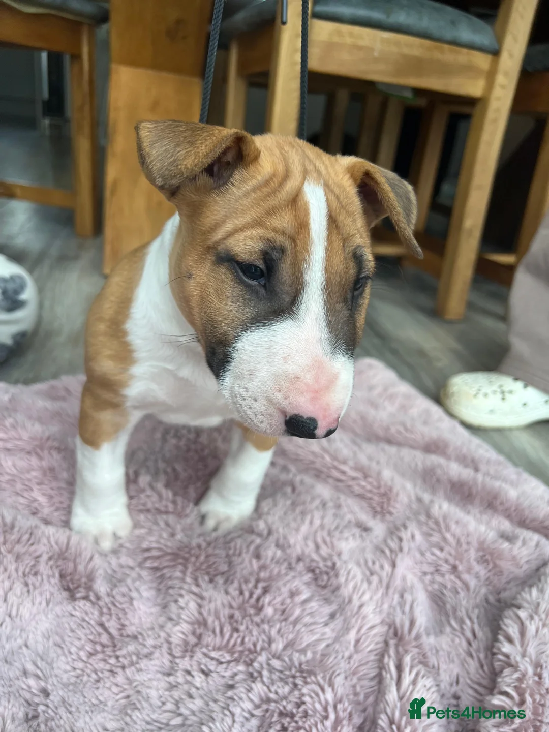 English Bull Terrier dogs for sale: KC REG BULL TERRIER PUPS FROM CHAMP BLOODLINES   - Advert 2