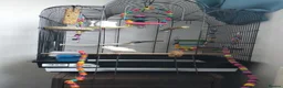 Canaries birds for sale: Beautiful baby canary and cage in Newcastle upon Tyne - Advert 4