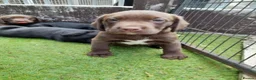 Cockerdor dogs for sale: Strong, Healthy Cockerdor Puppies in Whitchurch - Advert 5