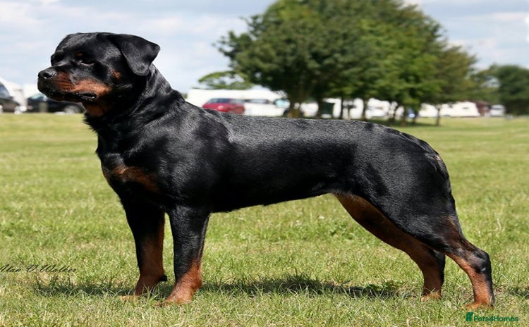 Rottweiler dogs Stunning KC Registered puppies  - Advert 1