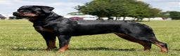 Rottweiler dogs for sale: Stunning KC Registered puppies  - Advert 1