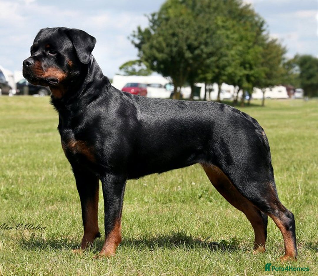Rottweiler dogs for sale: Stunning KC Registered puppies  - Advert 1
