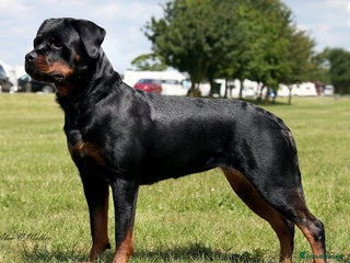 Rottweiler dogs Stunning KC Registered puppies - Advert 3