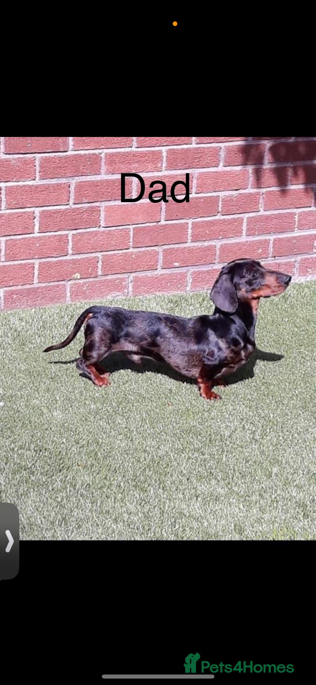 Miniature Dachshund dogs for sale: Beautiful babies ready for there5⭐️ home - Advert 17