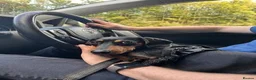 Miniature Dachshund dogs for sale: Looking for a loving home for my Nia in Edinburgh - Advert 5