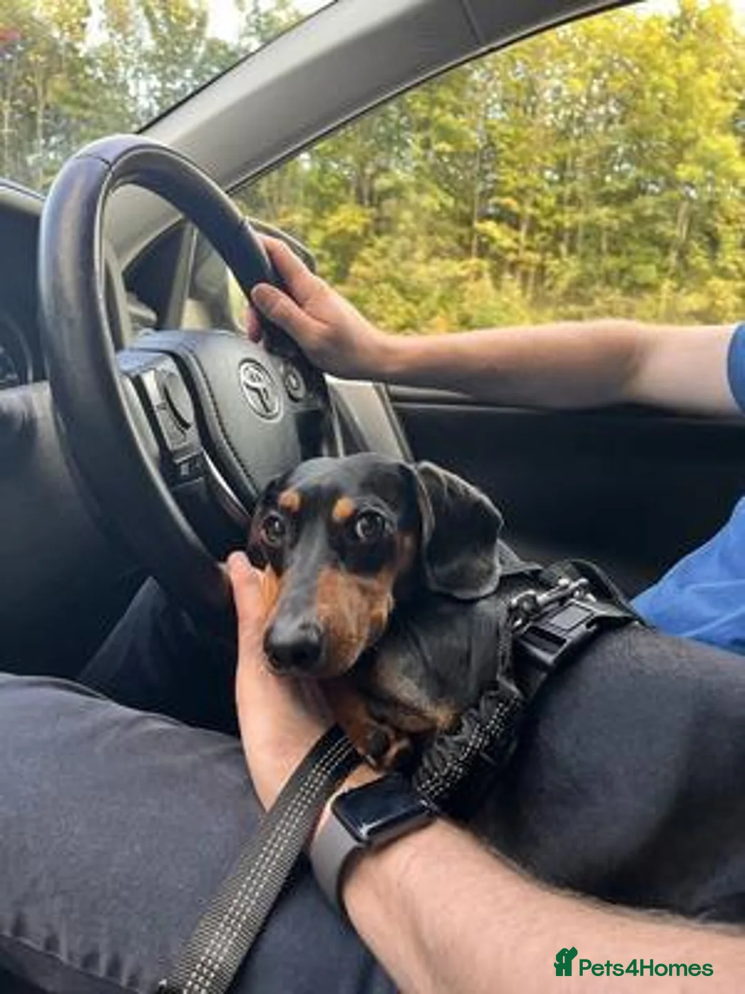 Miniature Dachshund dogs for sale: Looking for a loving home for my Nia in Edinburgh - Advert 5
