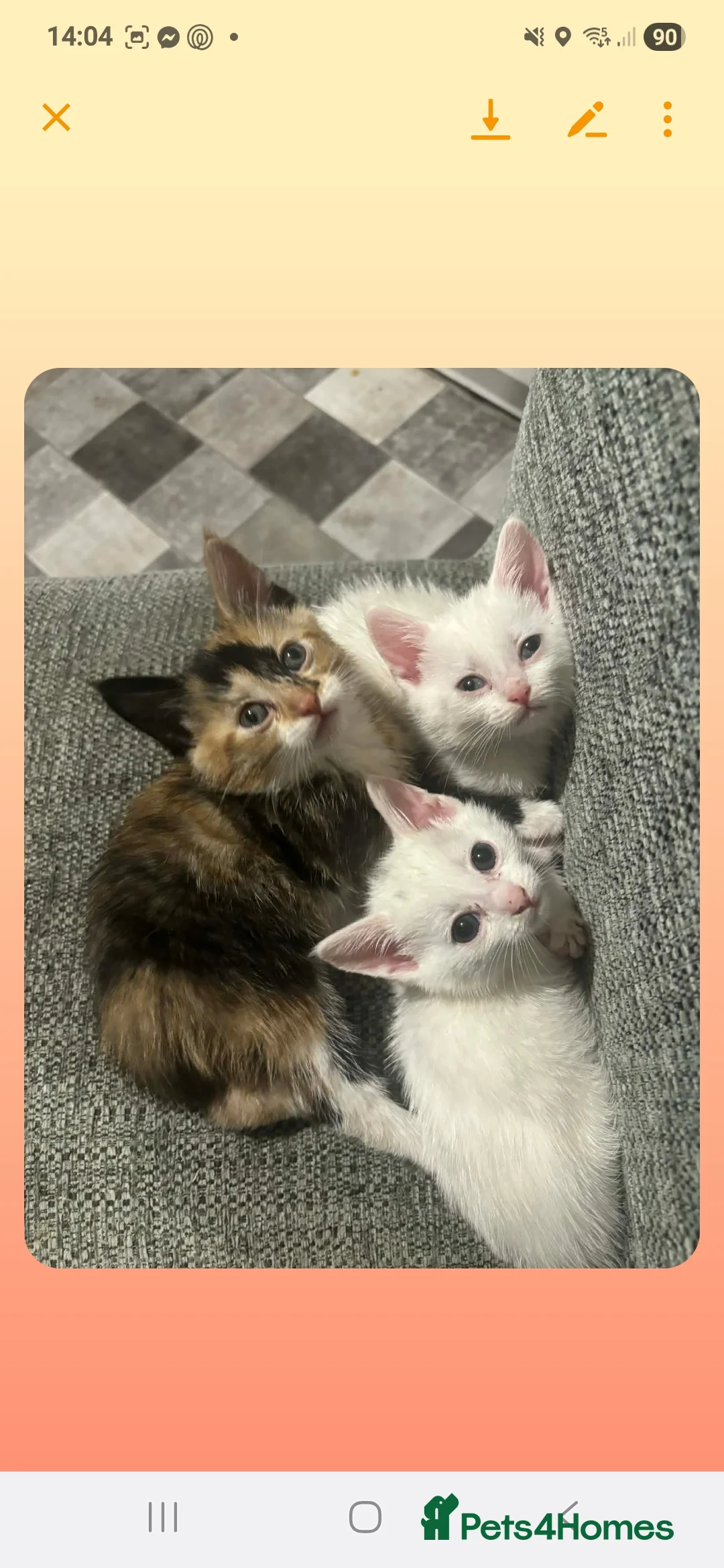 Mixed Breed cats for sale: Kittens  - Advert 1
