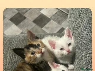 Mixed Breed cats Kittens - Advert 5