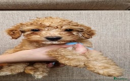 Cavapoo dogs for sale: Ready to go* Cavapoo pups - Image 6