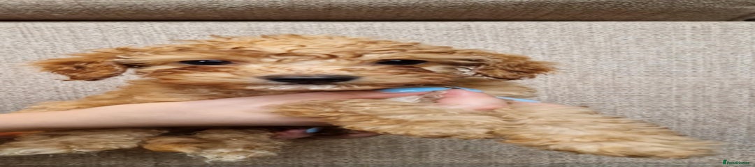 Cavapoo Puppy 6