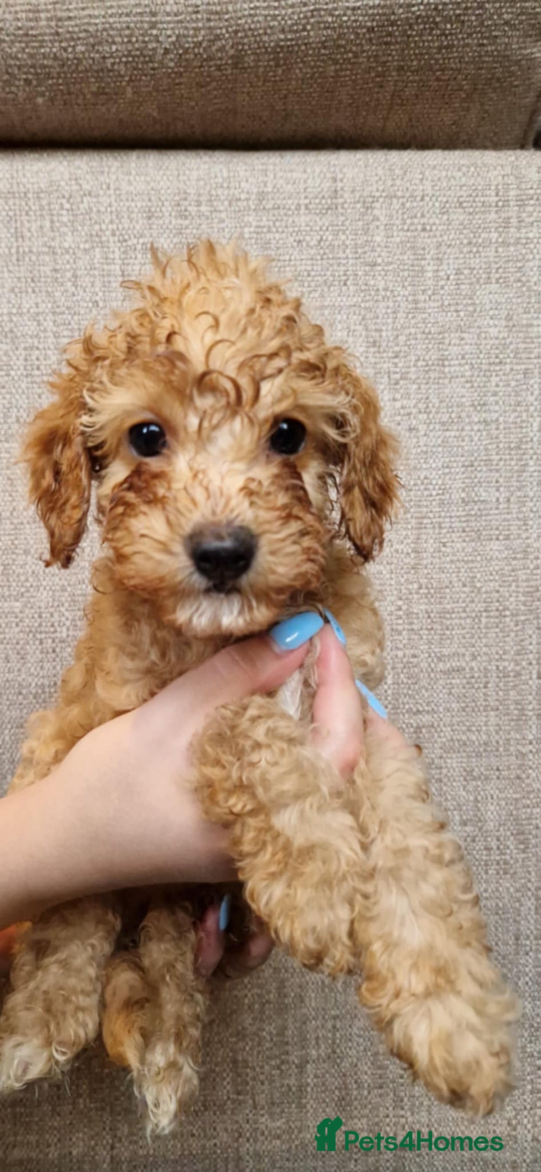 Cavapoo dogs for sale: Ready to go* Cavapoo pups - Image 6