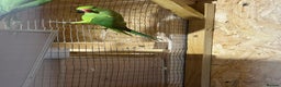 Parakeets birds for sale: Green female ring necks  - Advert 3