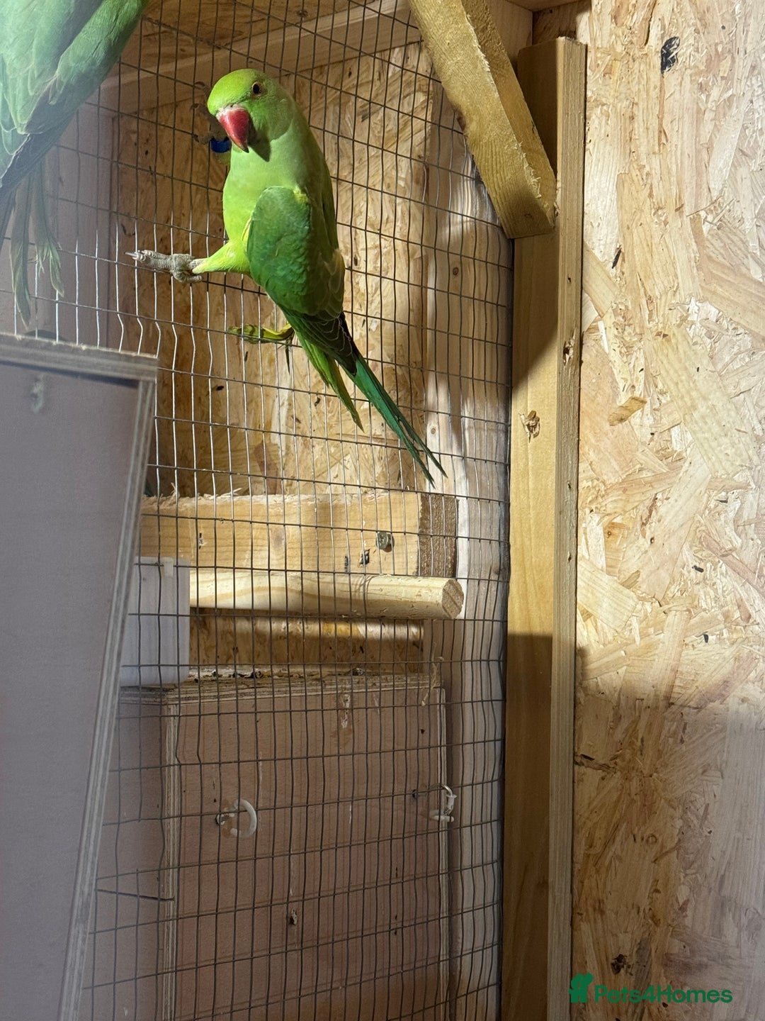 Parakeets birds for sale: Green female ring necks  - Advert 3