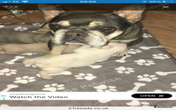 French Bulldog dogs for sale: 3 beautiful French bulldogs  - Image 10