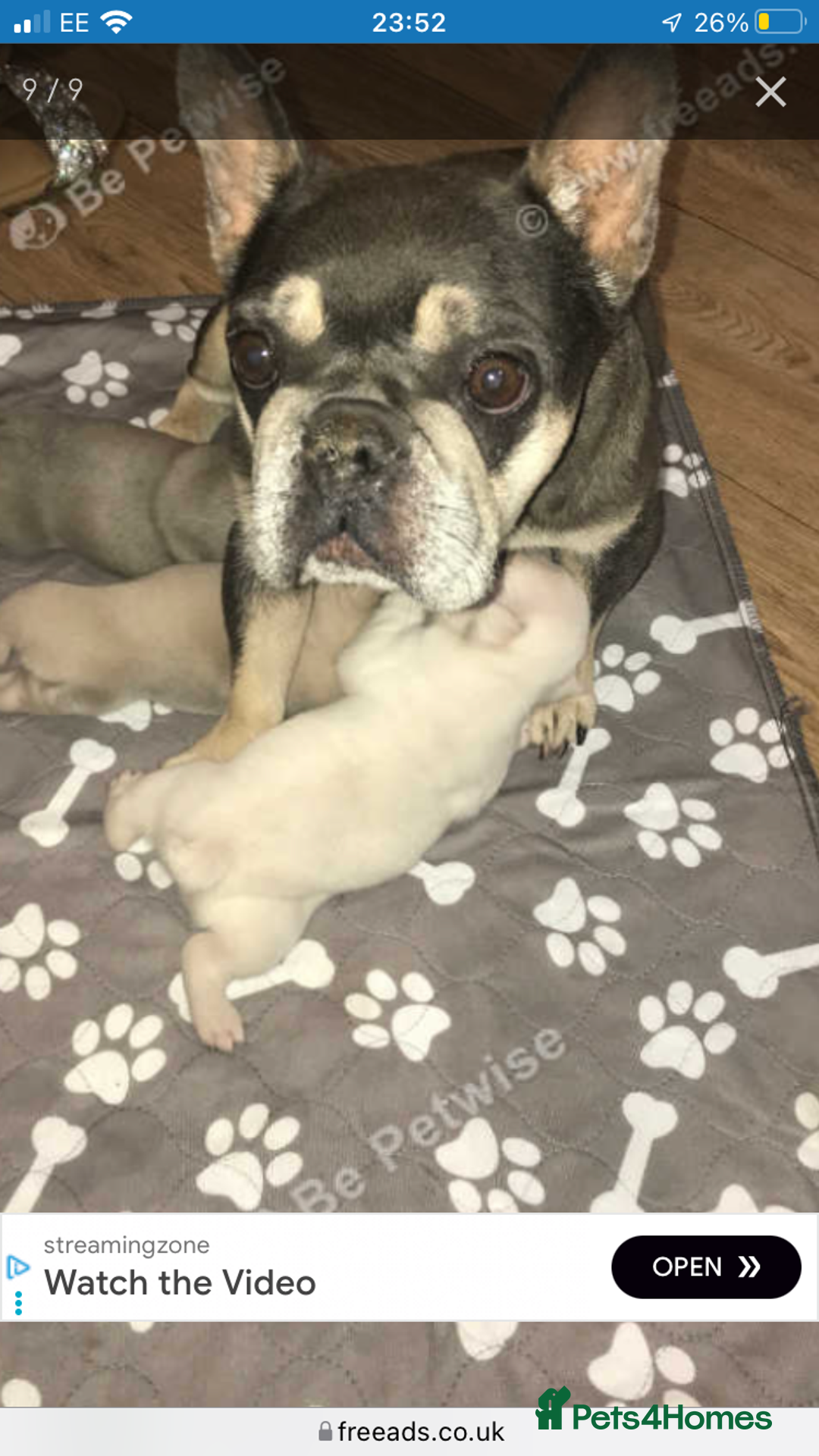 French Bulldog dogs for sale: 3 beautiful French bulldogs  - Image 10