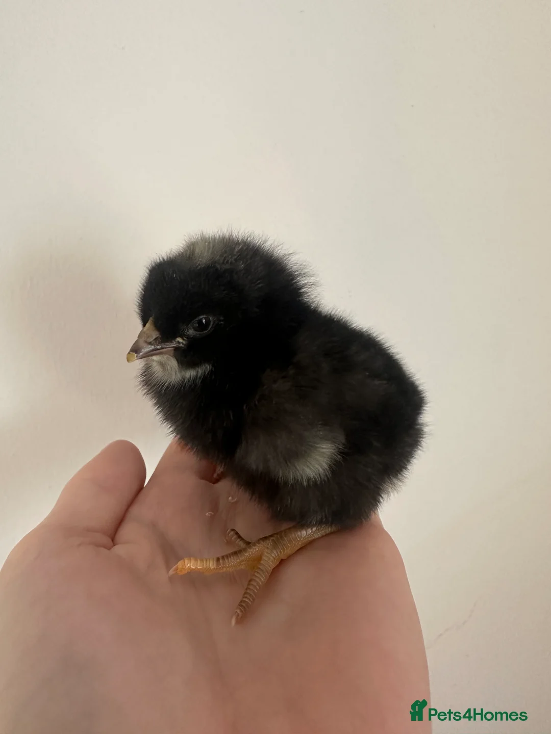 Chickens poultry for sale: Barred Plymouth Rock Pullets - Advert 2