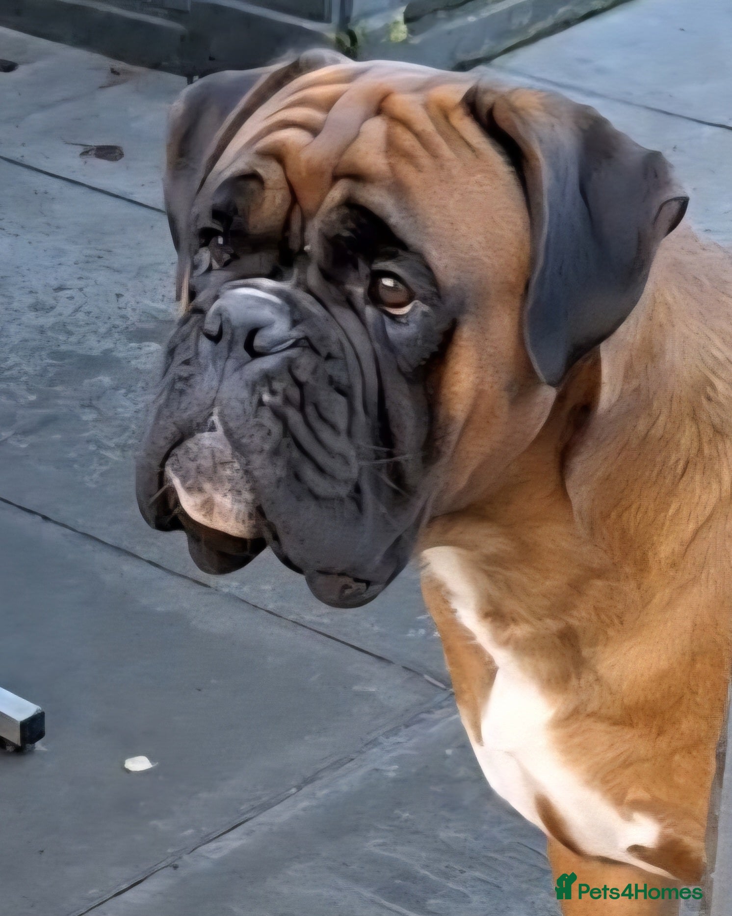 Boxer dogs 1 GIRL LEFT. KC REG FLASHY BOXER  - Advert 8