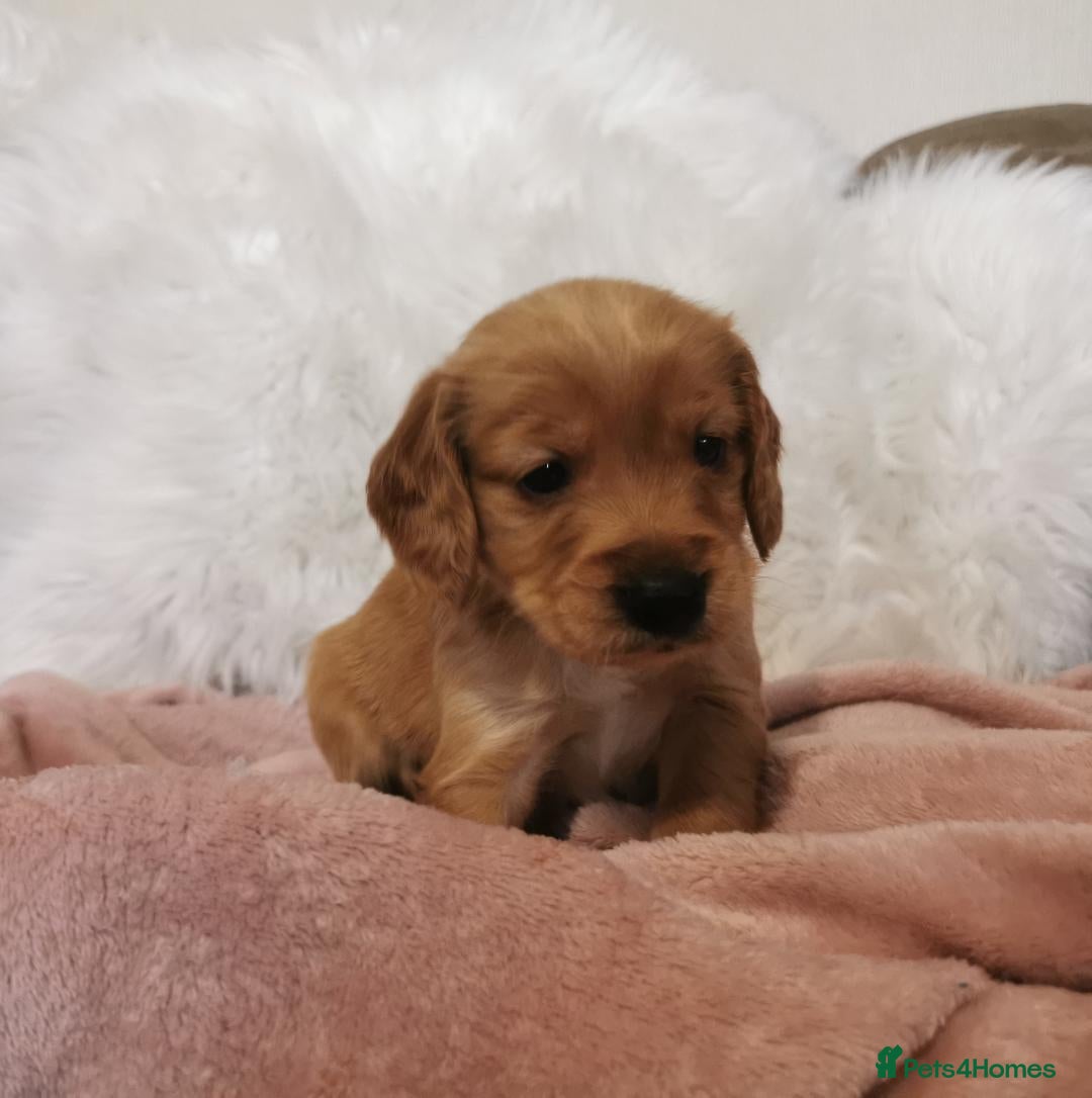 Cockapoo dogs for sale: Cockapoo puppies. - Advert 21