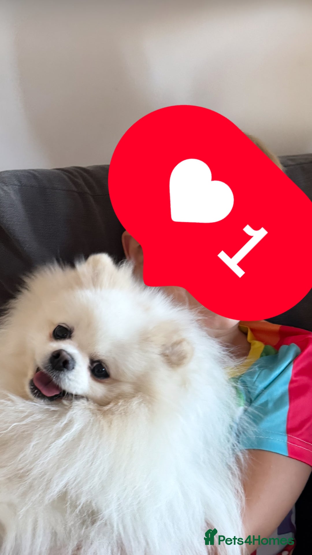 Pomeranian dogs for stud: Top quality WHITE Pomeranian ukr x korea x rusk KC - Image 3