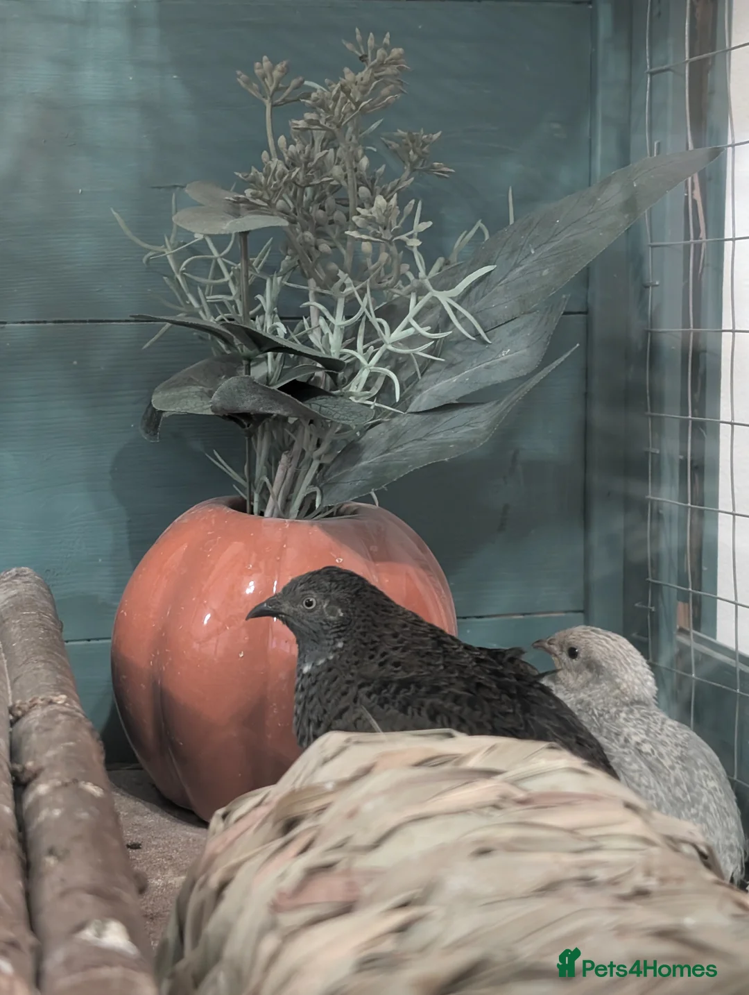 Quail poultry for sale: Two Button For Good Home - Advert 1