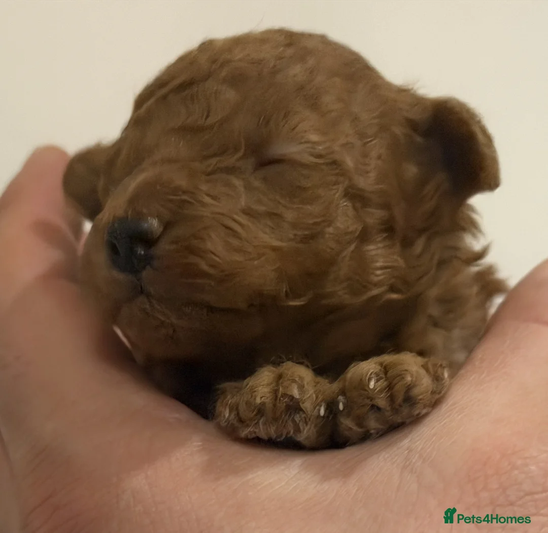 Toy Poodle dogs for sale: 🐾 Small Red Toy Poodle Puppies 🐾 - Advert 11