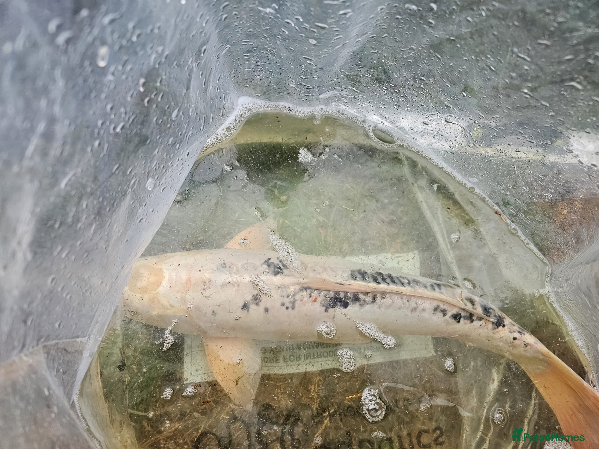 Koi Carp fish 60cm shiro bekko koi for sale - Advert 8