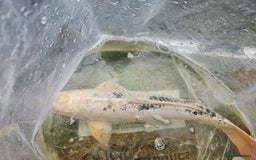 Koi Carp fish for sale: 60cm shiro bekko koi for sale - Image 1