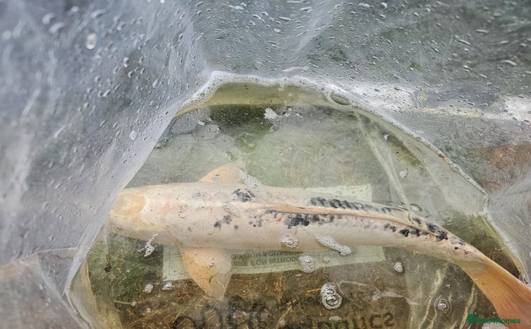 Koi Carp fish - Advert 2