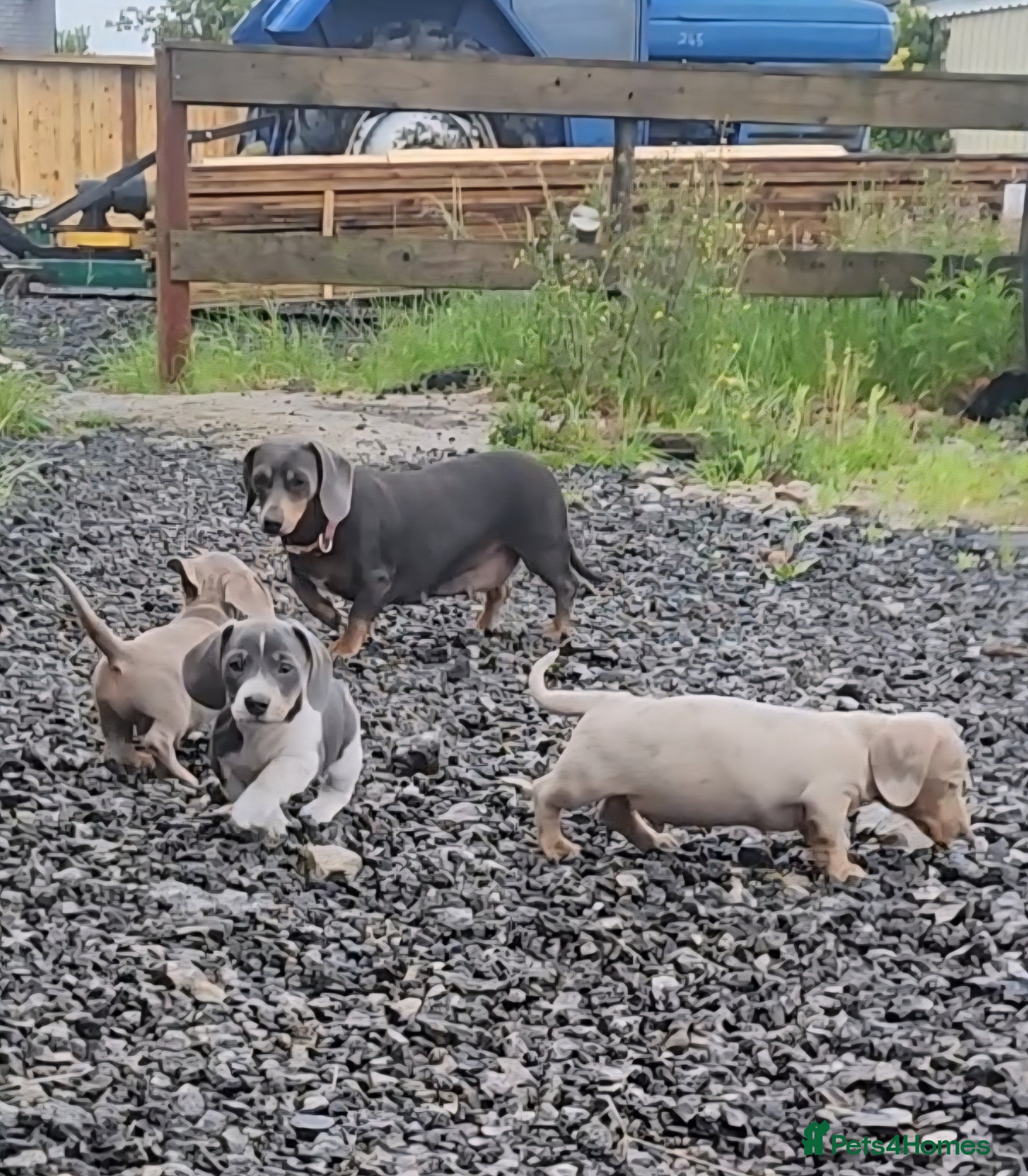 Miniature Dachshund dogs REDUCED Miniature dachshund puppies  - Advert 8