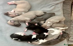 Whippet dogs for sale: STUNNING KC PEDIGREE BLUE BLACK FAWN PUPPIES - Image 1