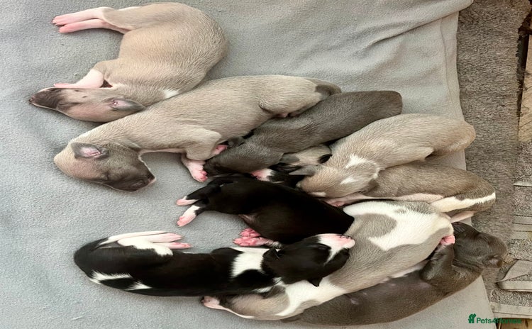 Whippet dogs - Advert 3