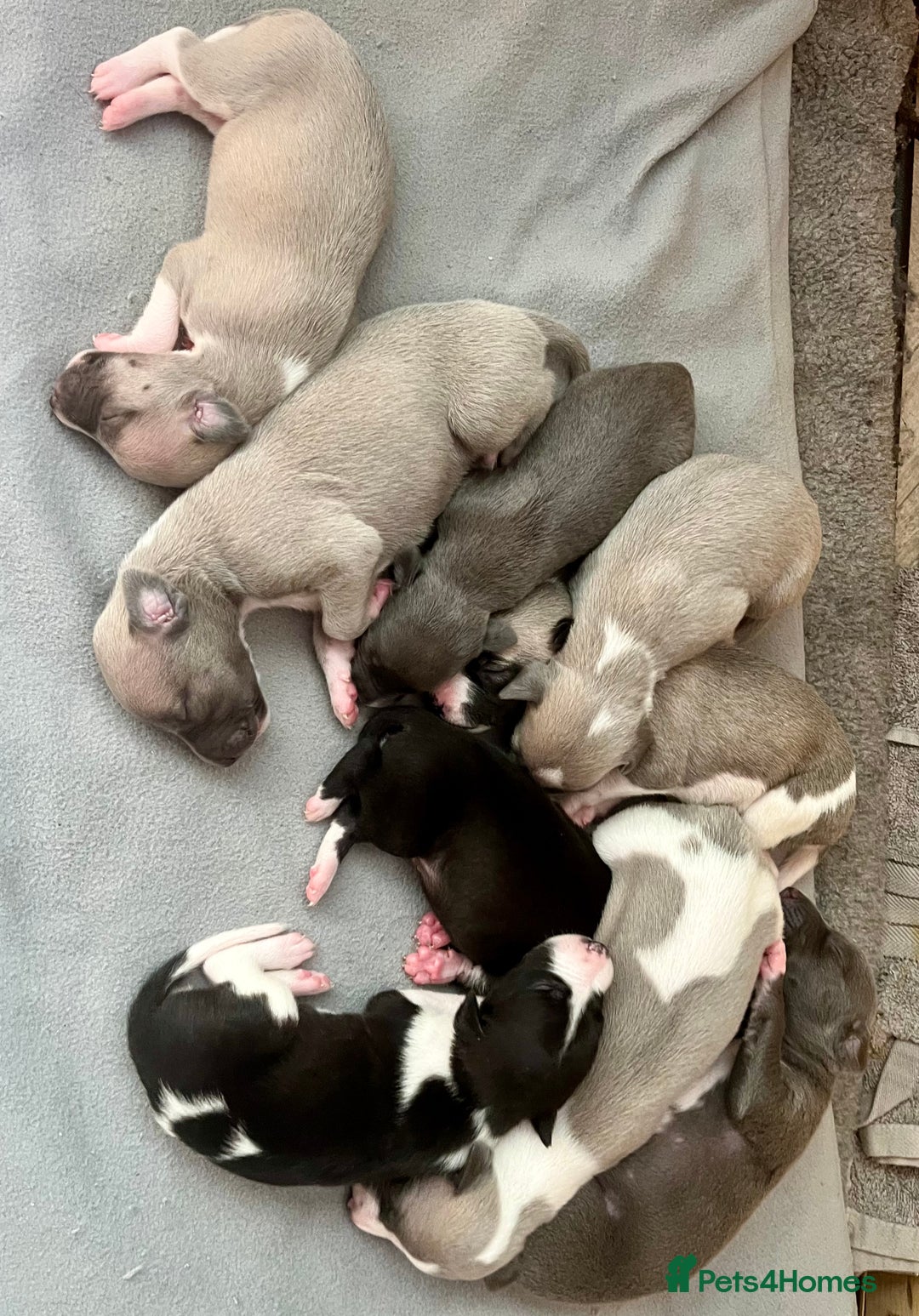 Whippet dogs for sale: STUNNING KC PEDIGREE BLUE BLACK FAWN PUPPIES - Image 1