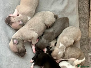 Whippet dogs - Advert 2