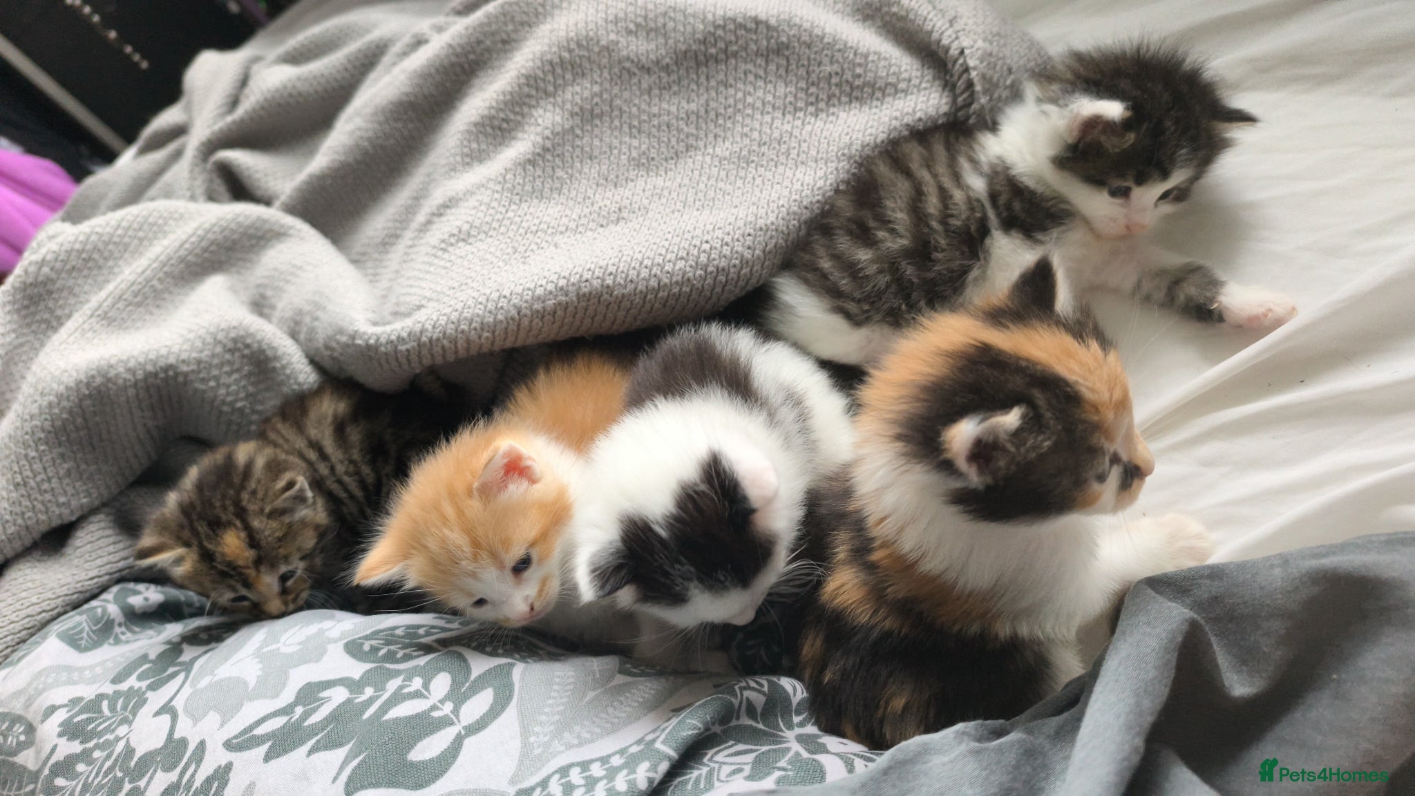 Mixed Breed cats Beautiful kittens ready to go to new homes in July - Advert 1