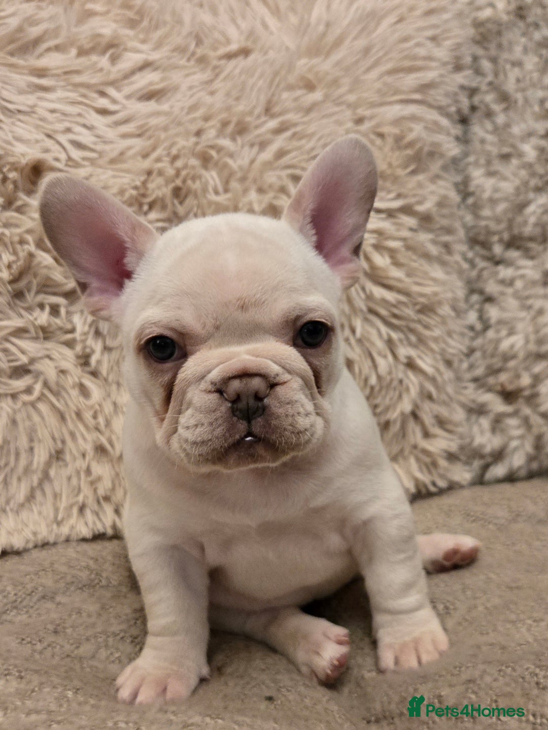 French Bulldog dogs for sale: Beautiful French Bulldog Puppies for sale - Advert 10