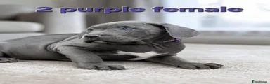 Purple female 