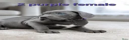 Cane Corso dogs for sale: Pure Cane corso need rehoming ready to leave now - Advert 6