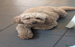Cavapoo dogs for sale: Beautiful Cavapoo X toy poodle puppies  - Image 34
