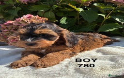 Cockapoo dogs for sale: 1 COCKAPOO BOY AVAILABLE! - Image 18