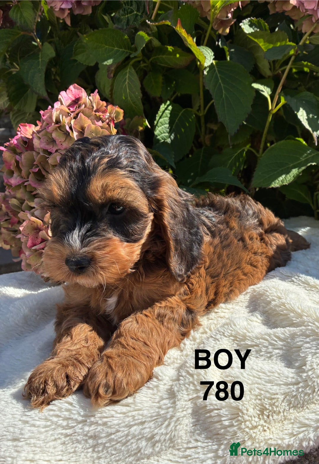 Cockapoo dogs for sale: 1 COCKAPOO BOY AVAILABLE! - Image 18